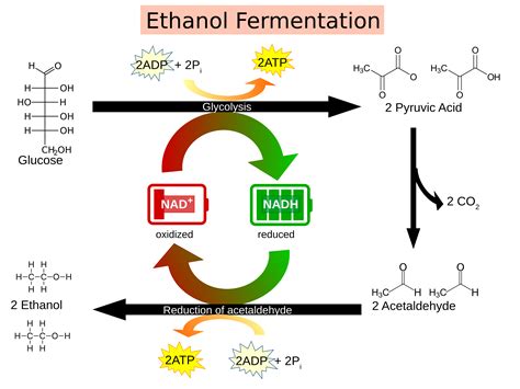 final hydrogen acceptor in fermentation.